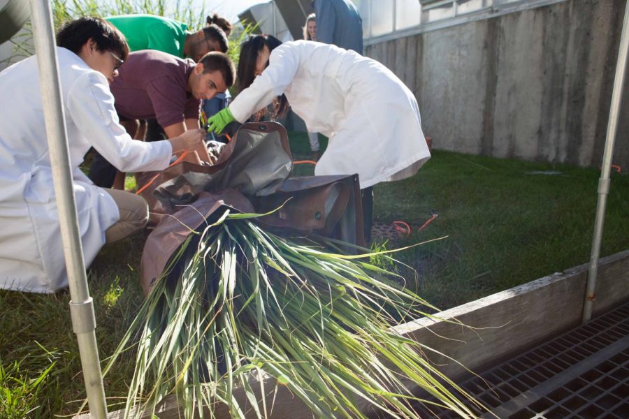 Researchers extract oil from plants