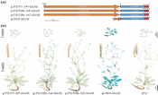 Fuel-promoting transporters found in plant stem